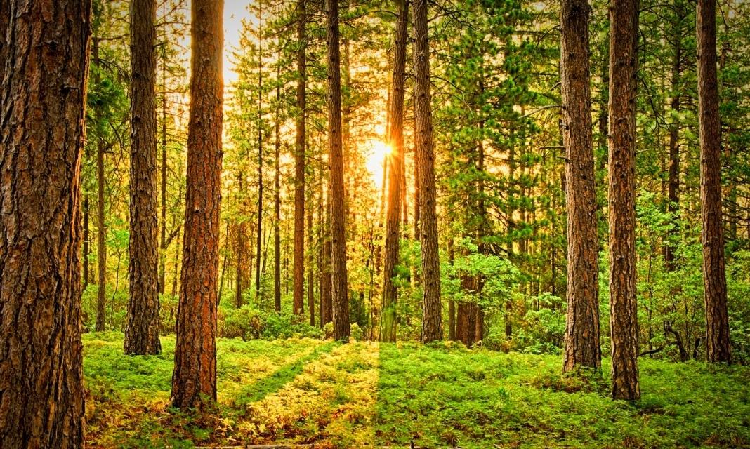 Zaszczytne walory drzew – zachwycaj się zielonymi koronami w sercu Kołobrzegu